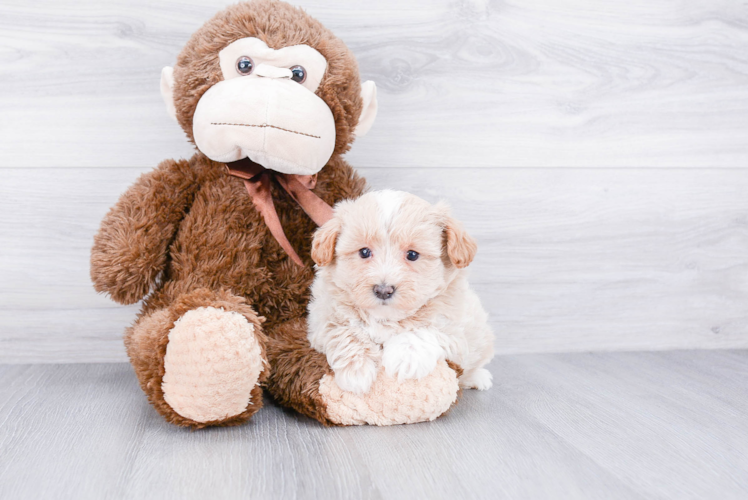 Maltipoo Puppy for Adoption