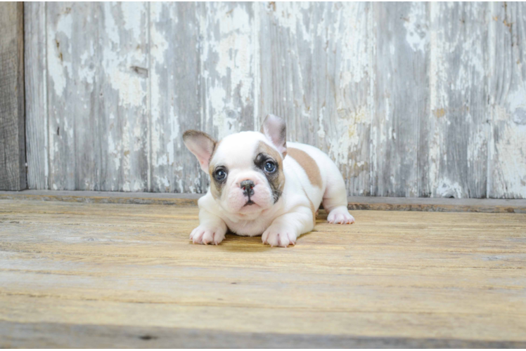 Small French Bulldog Baby