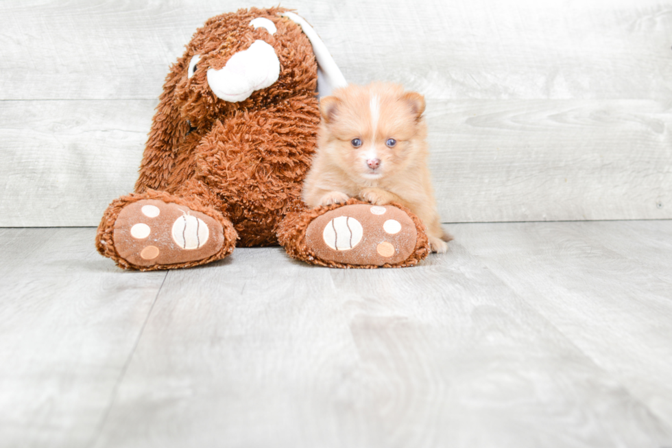 Akc Registered Pomeranian Baby