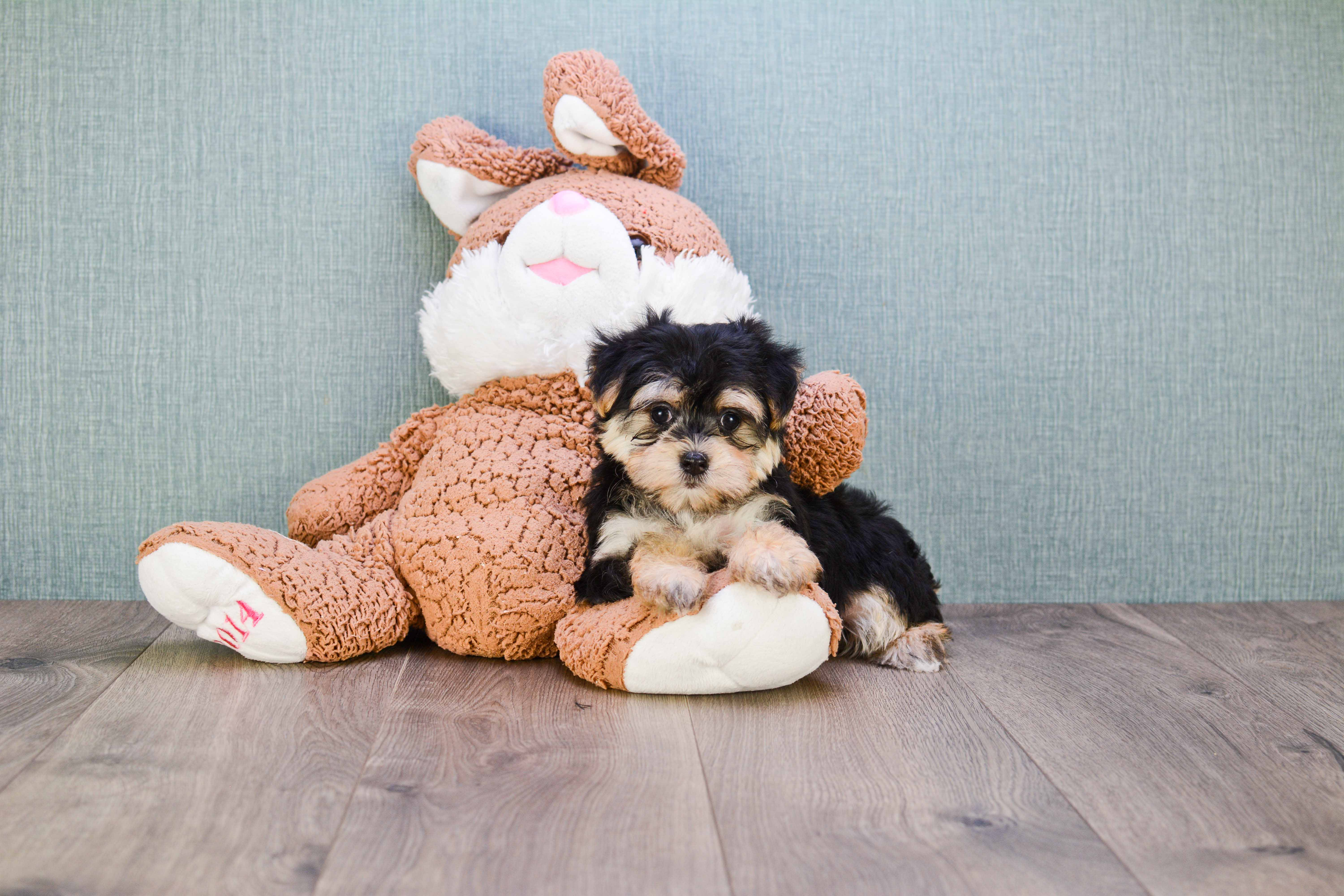 Morkie Puppy for Adoption