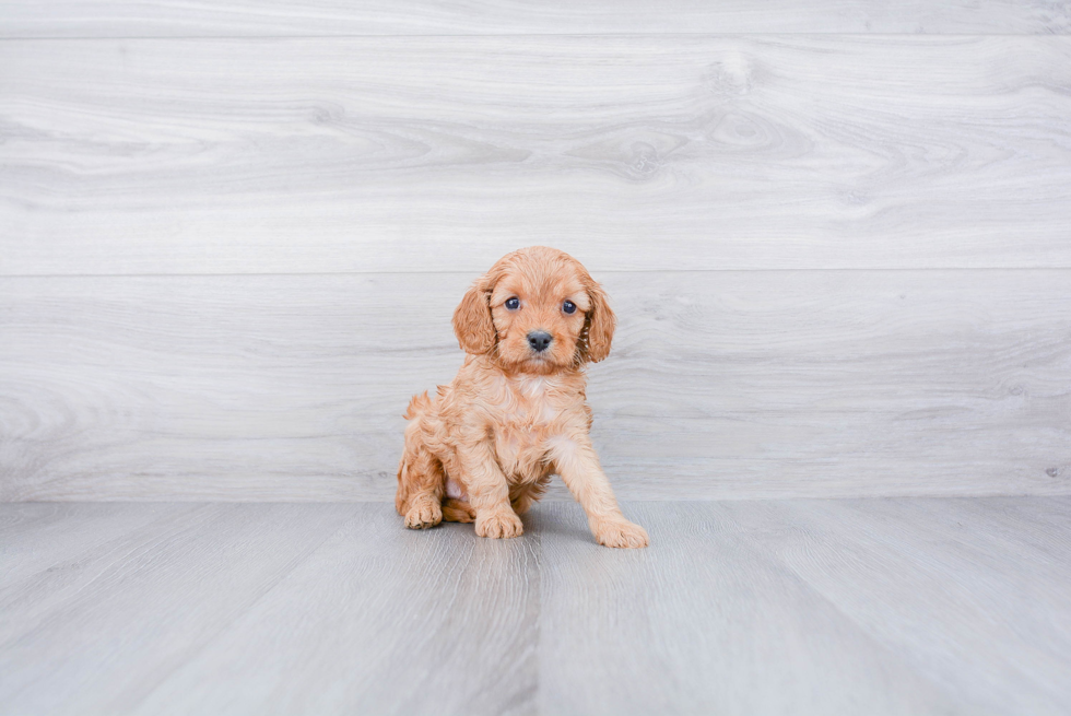 Small Cavapoo Baby