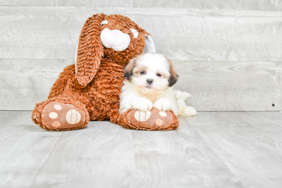 Happy Teddy Bear Baby