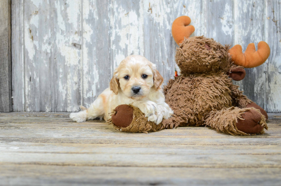 Sweet Cavapoo Baby