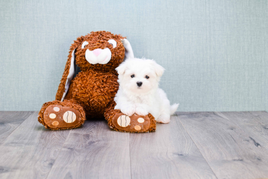 Small Maltese Baby