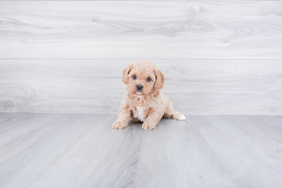 Fluffy Cavapoo Poodle Mix Pup