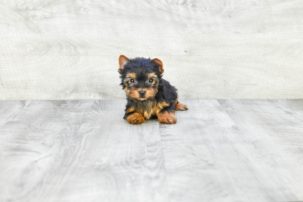 Meet Victoria - our Yorkshire Terrier Puppy Photo 