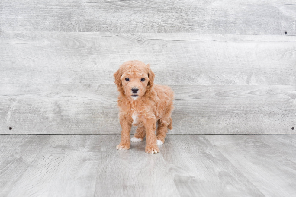 Funny Mini Goldendoodle Poodle Mix Pup