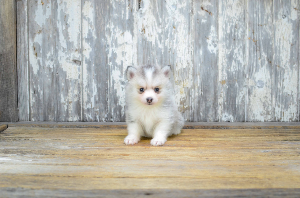 Energetic Mini Husky Designer Puppy