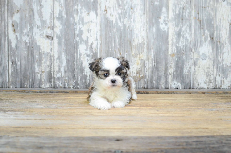 Cute Teddy Bear Baby