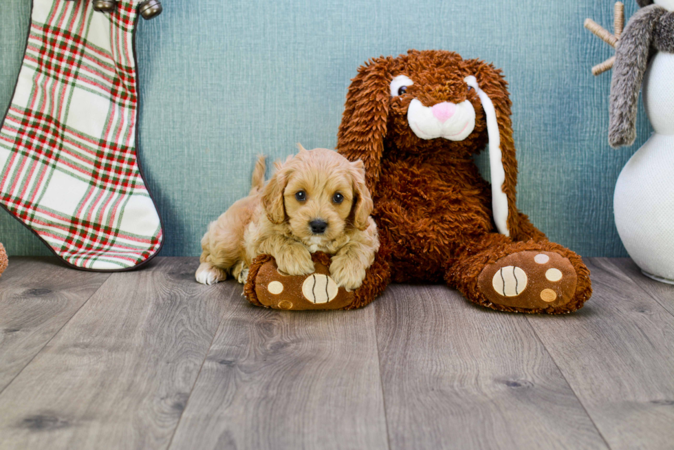 Petite Cavapoo Poodle Mix Pup