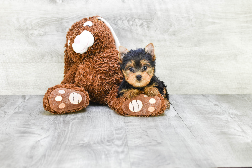 Meet Steph - our Yorkshire Terrier Puppy Photo 