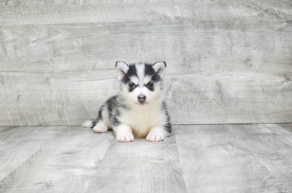 Small Pomsky Baby