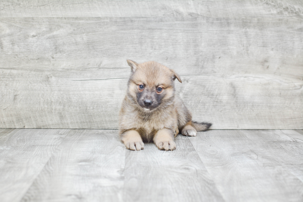 Friendly Pomsky Baby