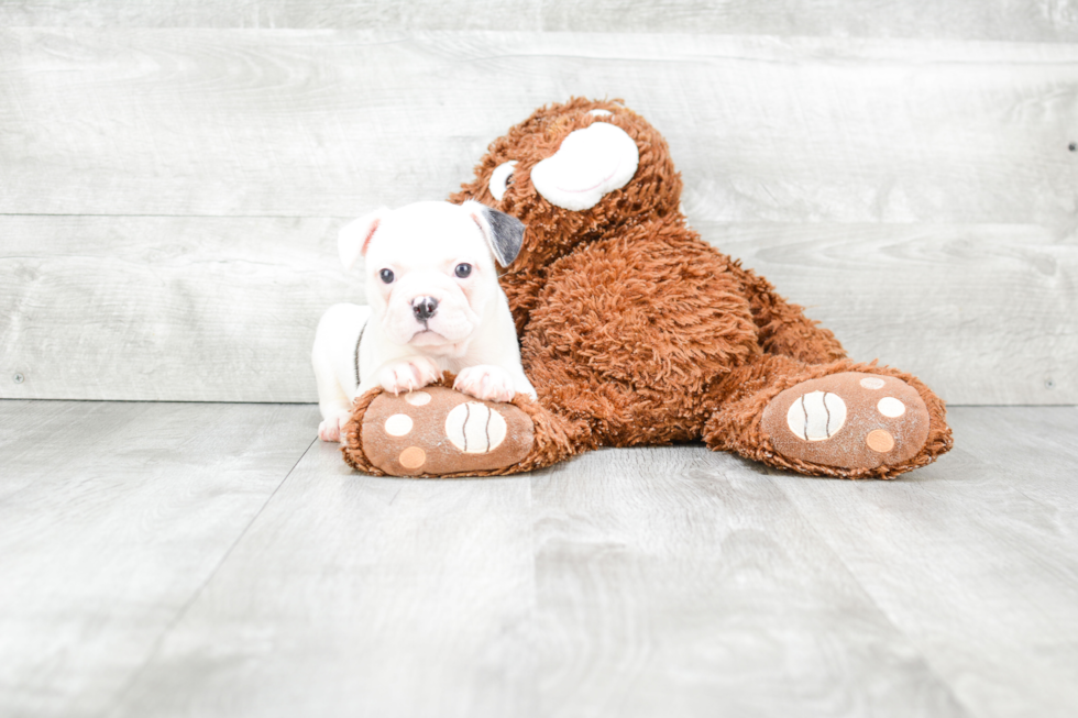 French Bulldog Pup Being Cute