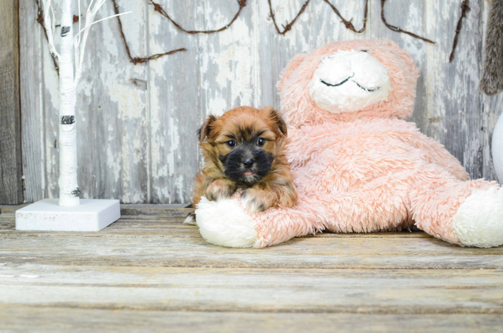 Playful Yorkie Designer Puppy