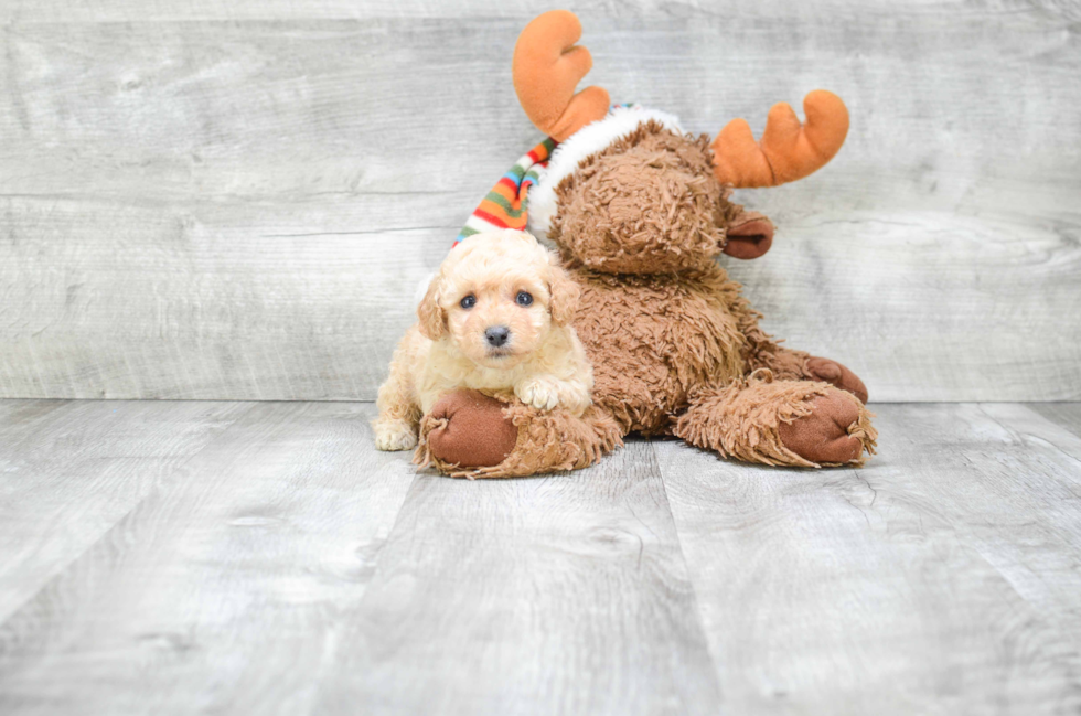 Poodle Pup Being Cute