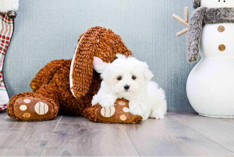 Maltese Pup Being Cute