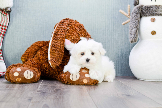 Maltese Pup Being Cute