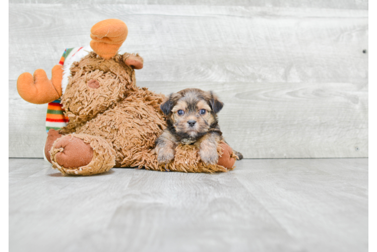 Playful Shorkie Designer Puppy