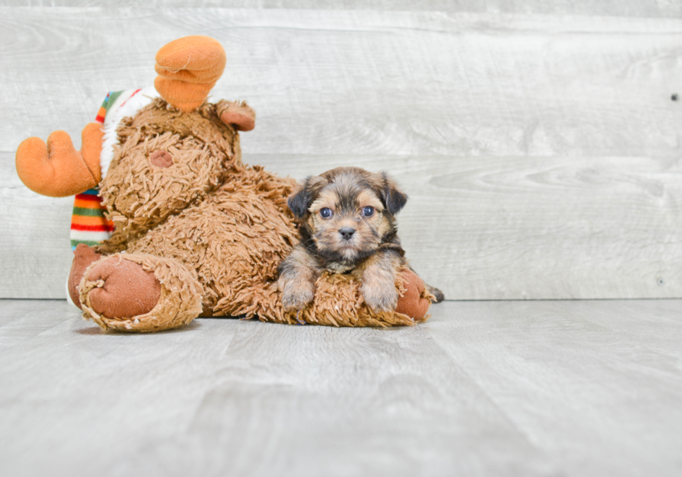 Playful Shorkie Designer Puppy