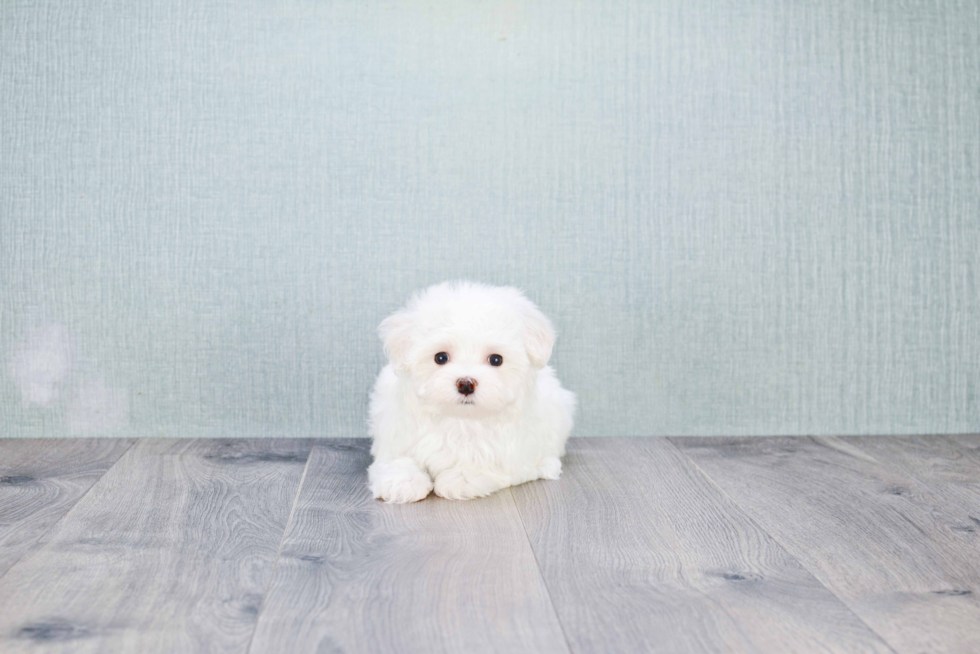 Little Maltese Purebred Pup