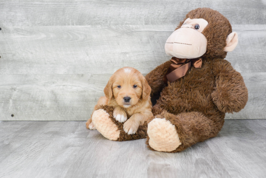 Mini Goldendoodle Puppy for Adoption