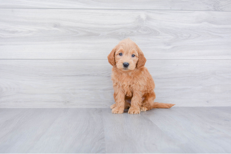 Mini Goldendoodle Puppy for Adoption