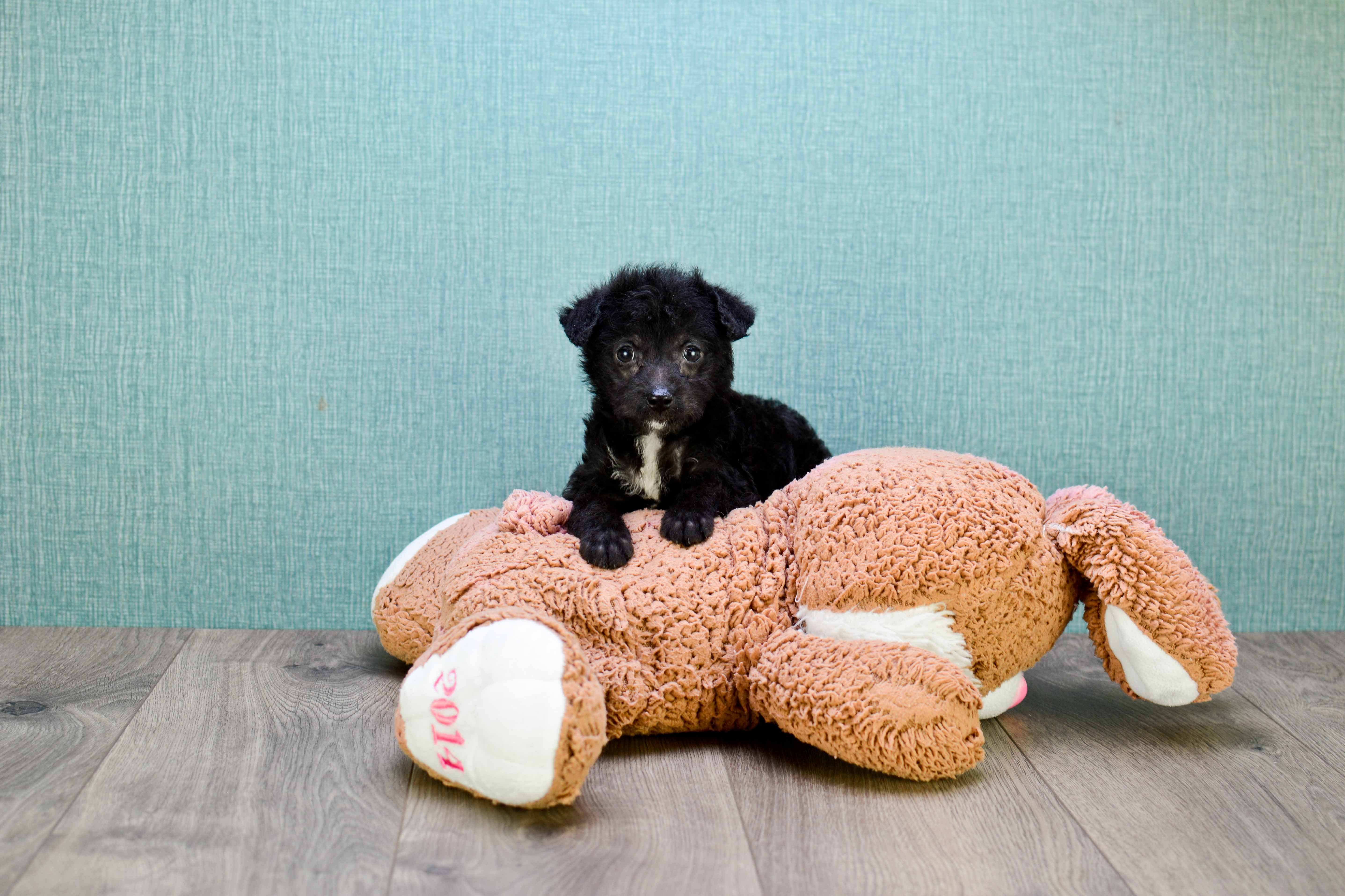 Playful Yorkie Doodle Poodle Mix Puppy