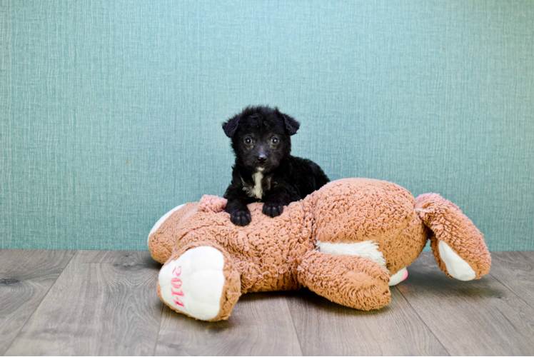 Playful Yorkie Doodle Poodle Mix Puppy