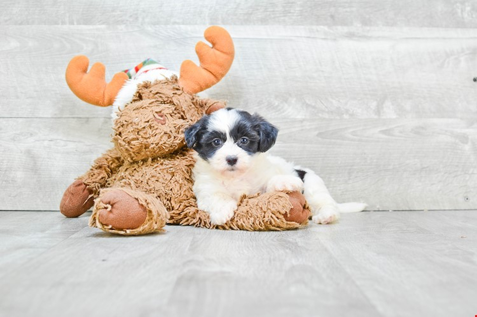 Teddy Bear Pup Being Cute