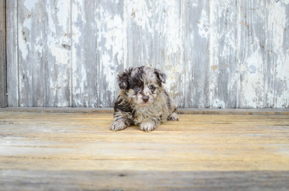 Mini Aussiedoodle Pup Being Cute