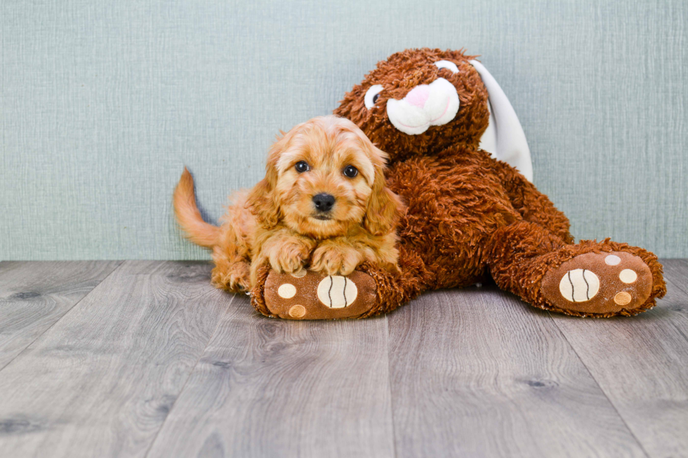 Best Cavachon Baby