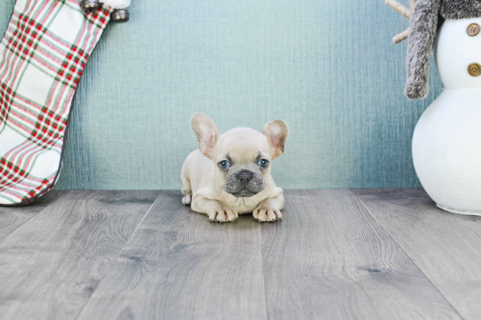 Best French Bulldog Baby