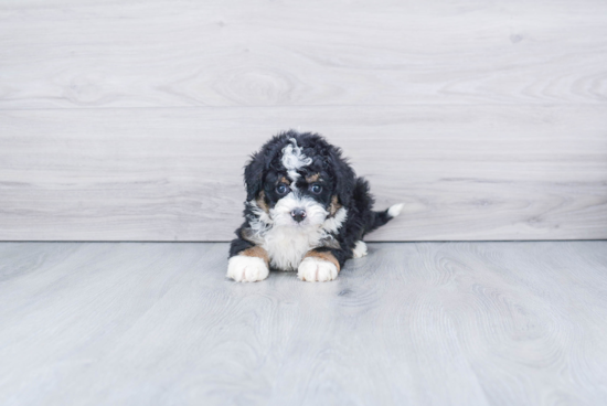 Mini Bernedoodle Pup Being Cute