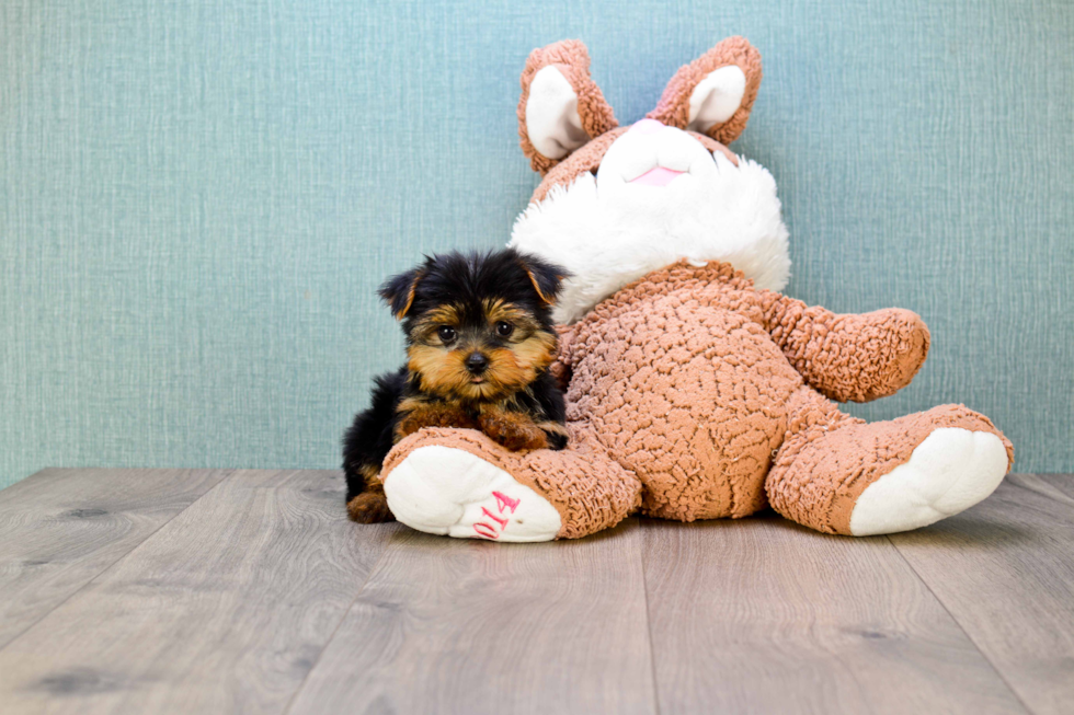 Meet Timmy - our Yorkshire Terrier Puppy Photo 