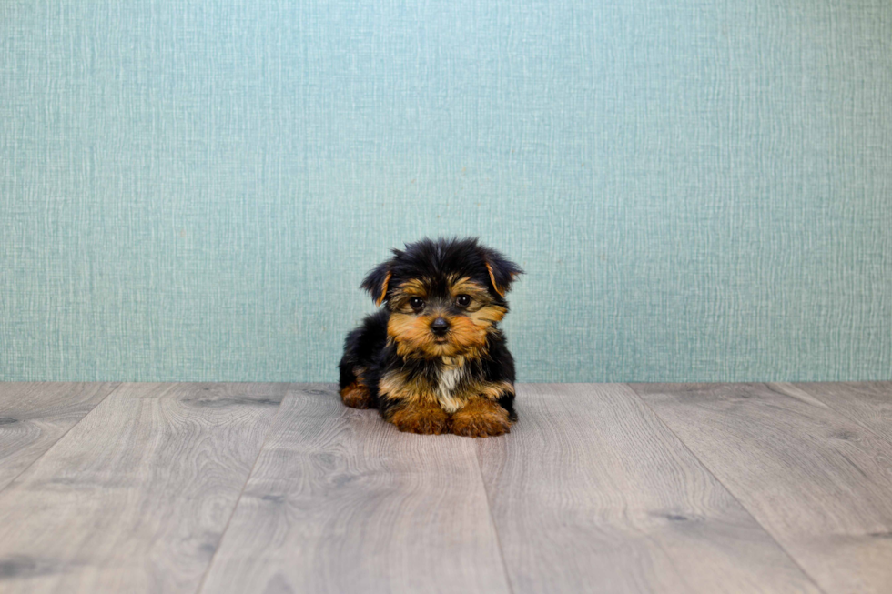 Meet Timmy - our Yorkshire Terrier Puppy Photo 