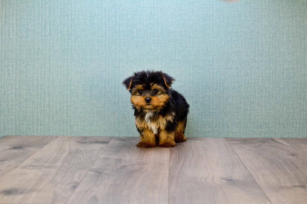 Meet Timmy - our Yorkshire Terrier Puppy Photo 