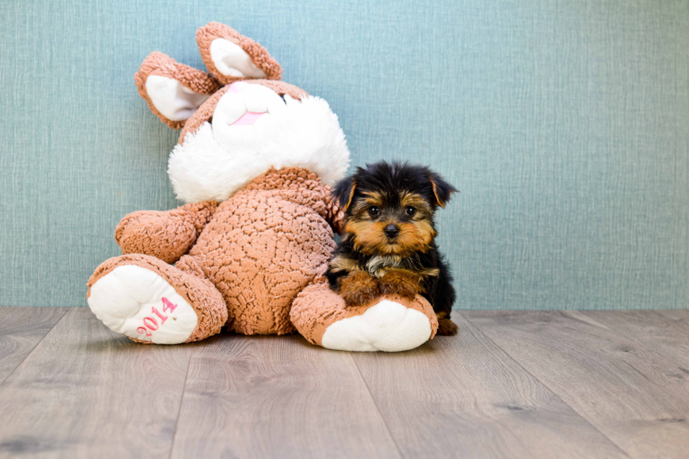 Meet Timmy - our Yorkshire Terrier Puppy Photo 