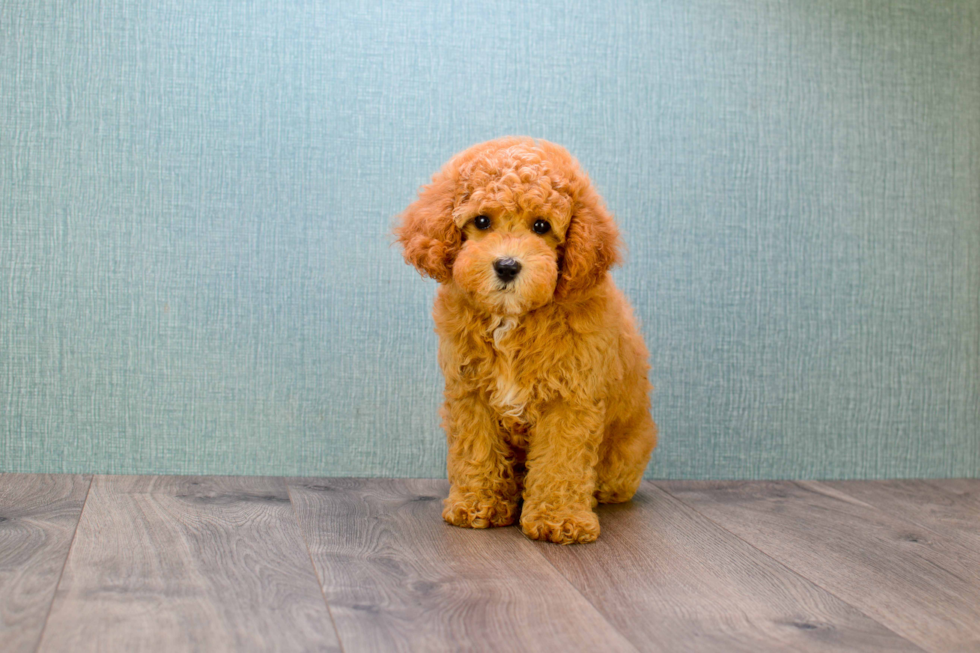 Mini Goldendoodle Puppy for Adoption