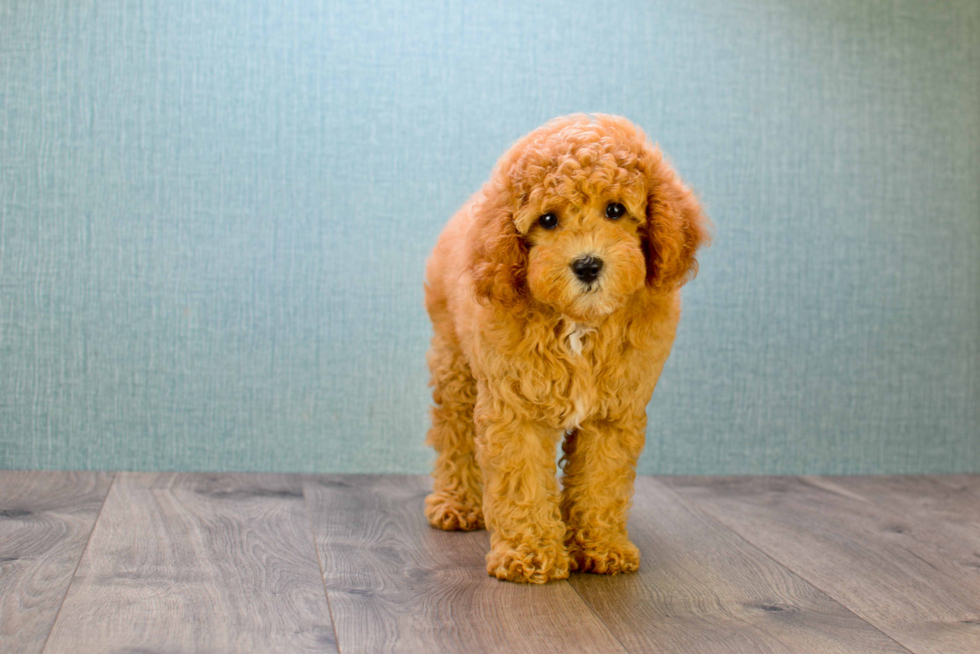 Friendly Mini Goldendoodle Baby