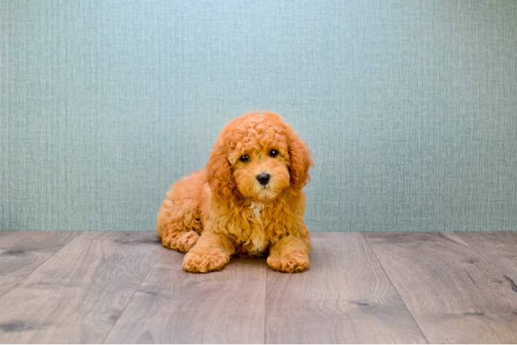 Sweet Mini Goldendoodle Baby