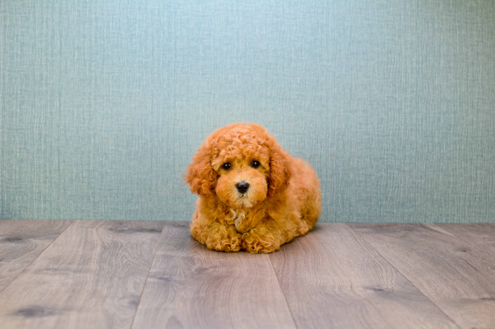 Friendly Mini Goldendoodle Baby