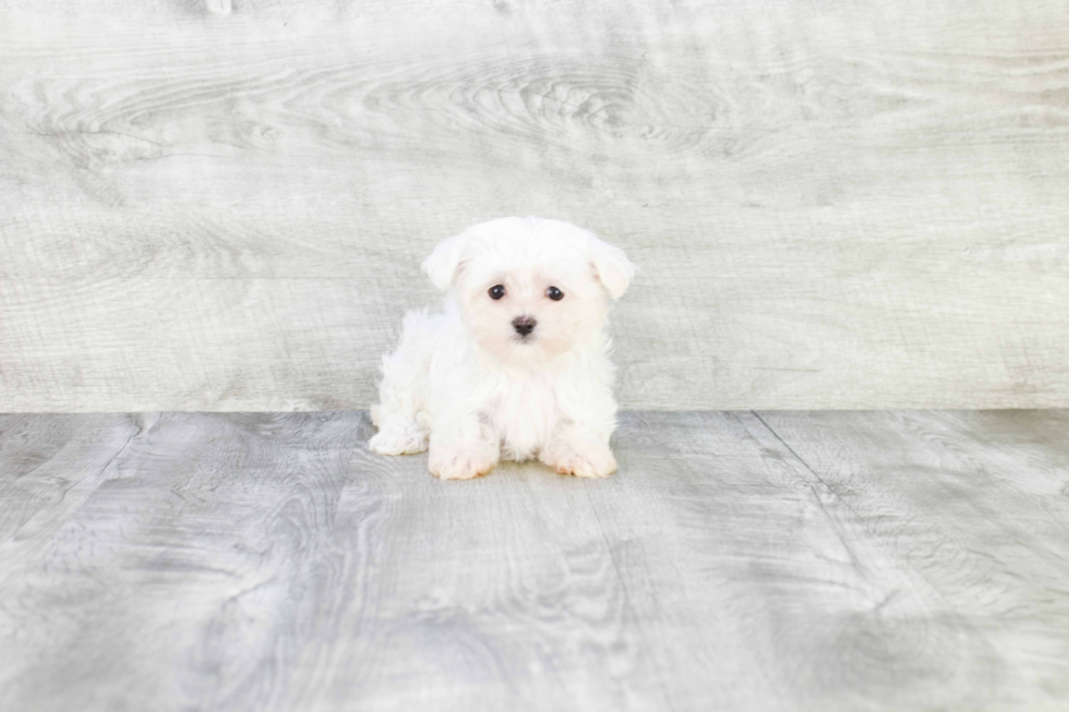 Sweet Maltese Purebred Puppy