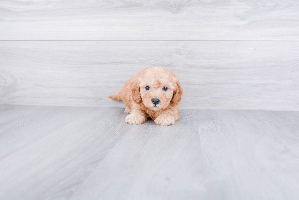 Best Cavapoo Baby