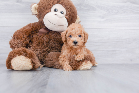 Adorable Golden Retriever Poodle Mix Puppy