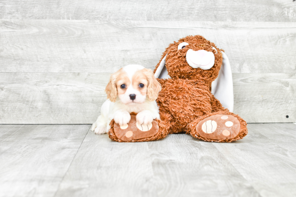 Cavachon Pup Being Cute