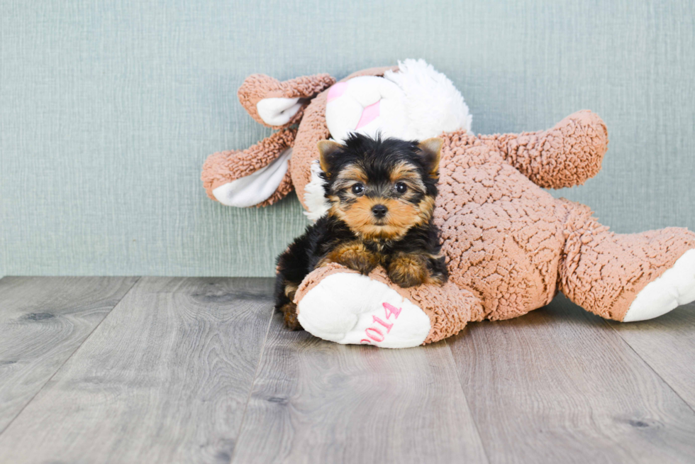 Meet Victoria - our Yorkshire Terrier Puppy Photo 