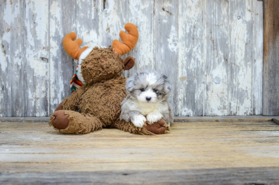 Cute Mini Aussiedoodle Baby