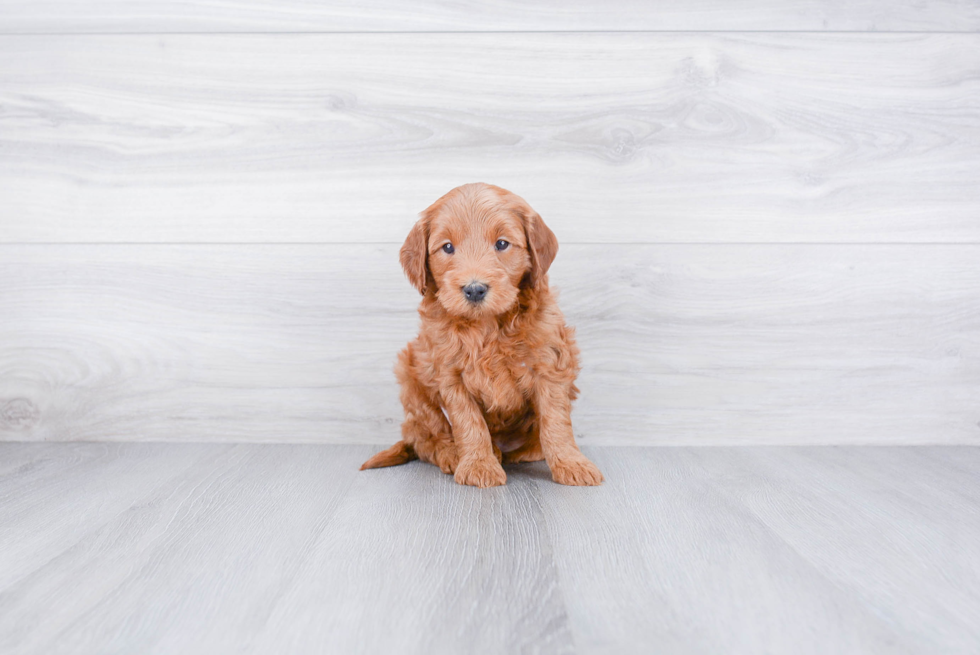 Friendly Mini Goldendoodle Baby