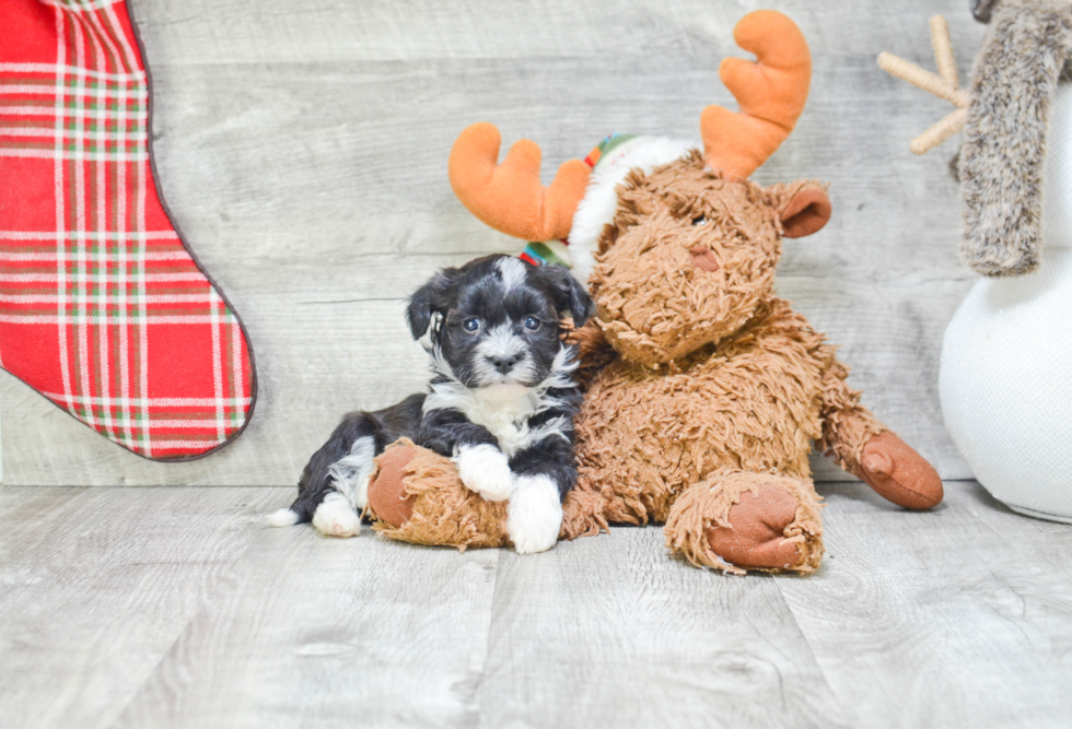 Fluffy Havanese Purebred Puppy